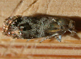 Everlasting Tebenna